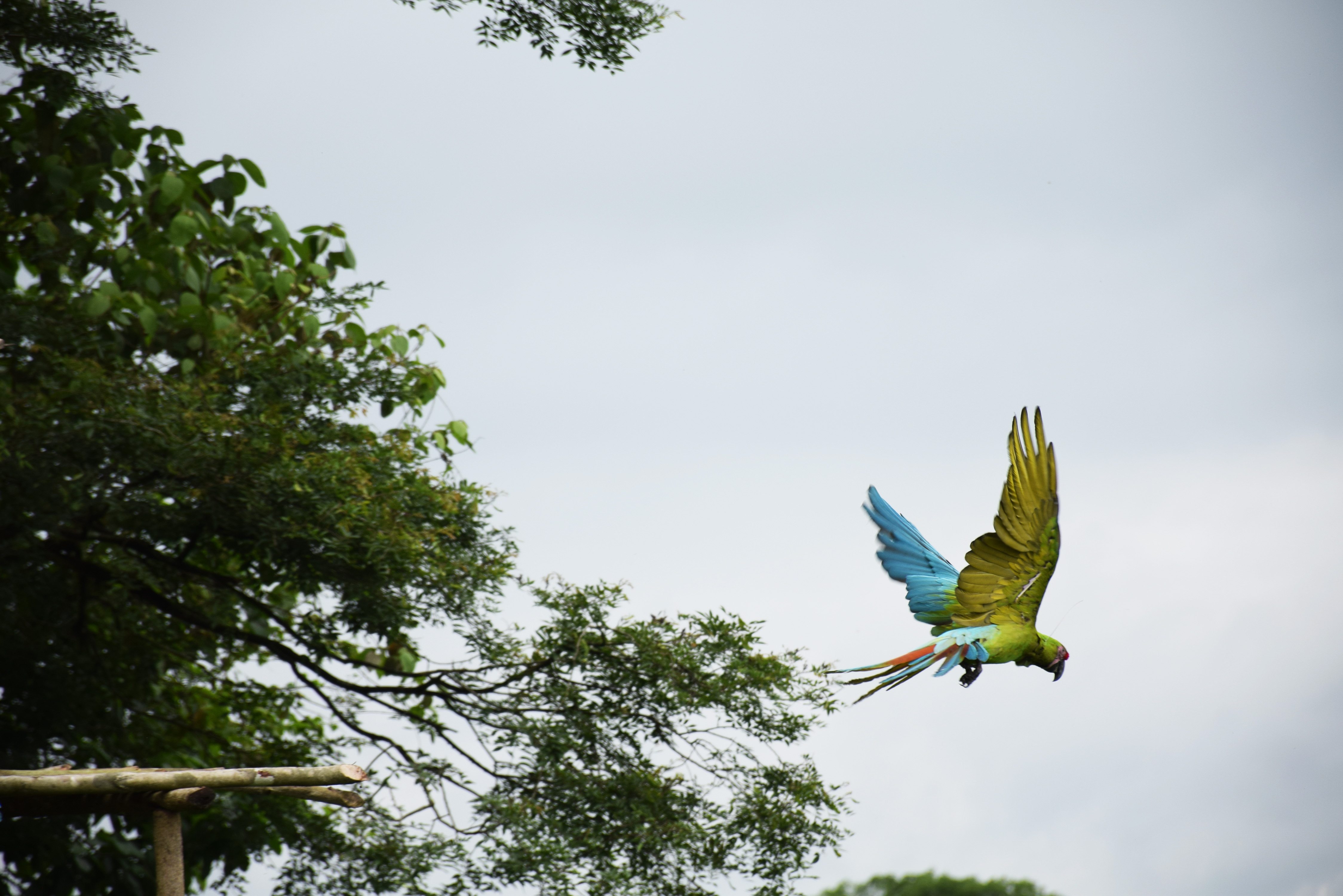 Great Green Macaws release in Las Balsas Reserve